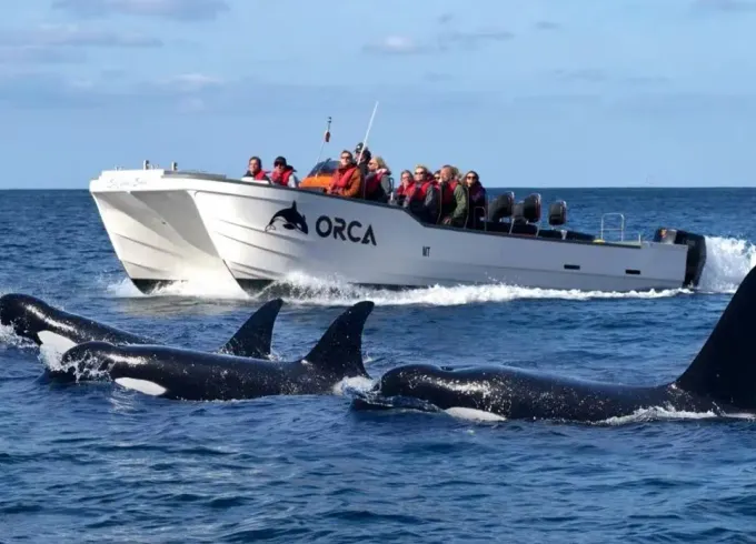 Dolphin Watching in Sagres