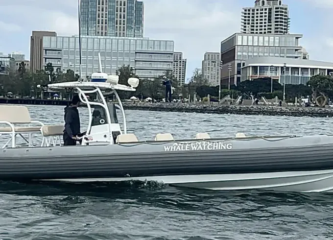 33' Whale Watching Speedboat, 17 Passengers