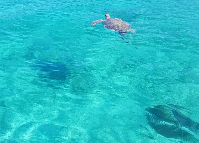 Tutrles, Snorkeling Beach day!