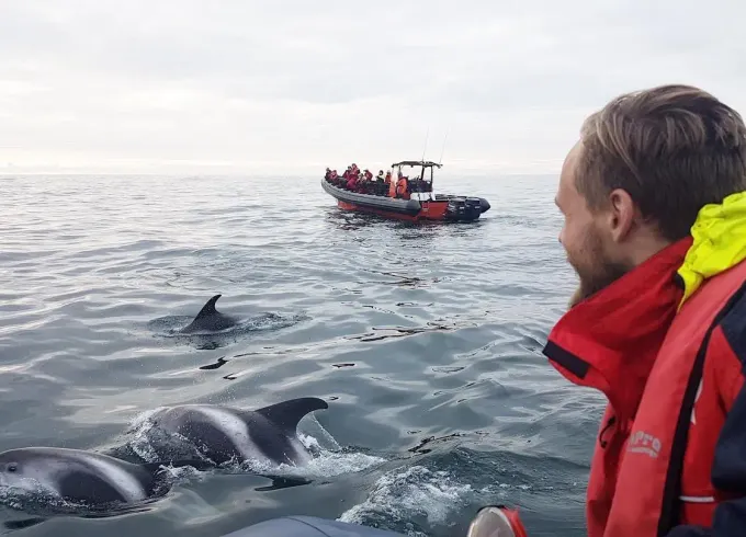 Whale Watching Adventure in Reykjavík, Iceland
