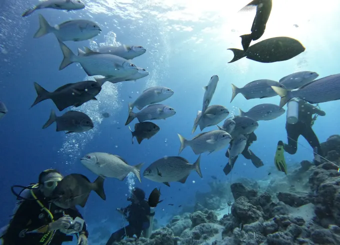 Diving Trip At South Ari Maldives Led By Experienced Dive Professionals