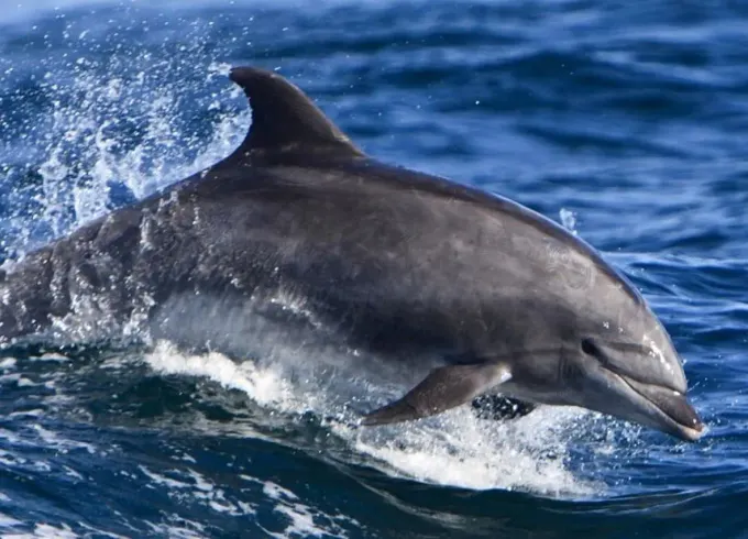 Private Speedboat - Swimming and Dolphin Watching in Hurghada