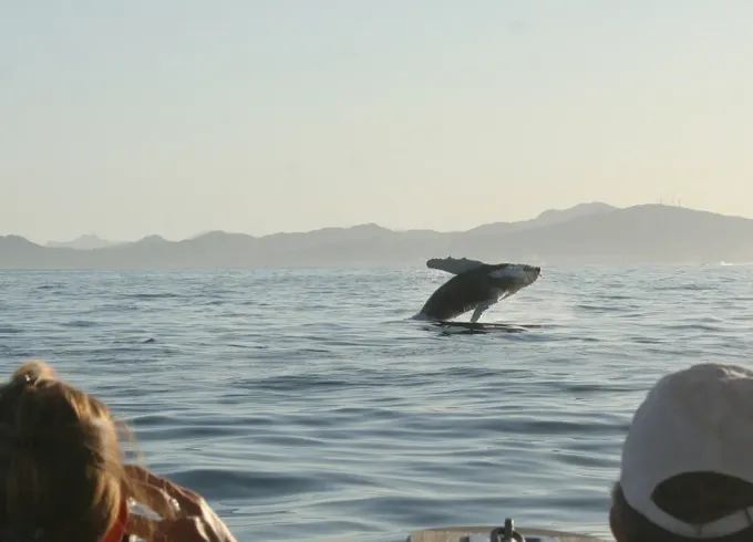 Sunset Whale Watching in San Jose del Cabo