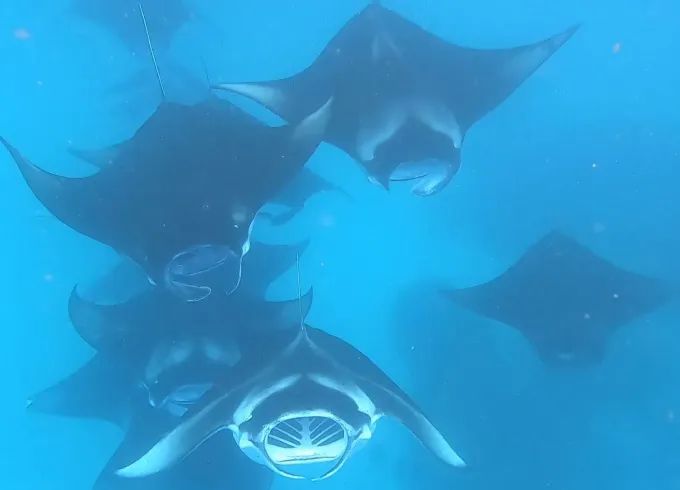 Tiger Sharks Diving / Manta Ray Diving / Wreck Diving