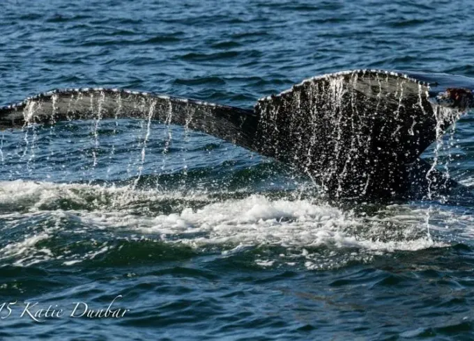 38' "The Blackfish Express" Tours in Eastsound, Washington