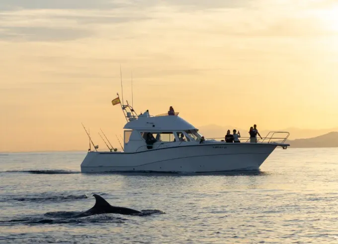 Dolphin watching on a yacht with snacks and drinks