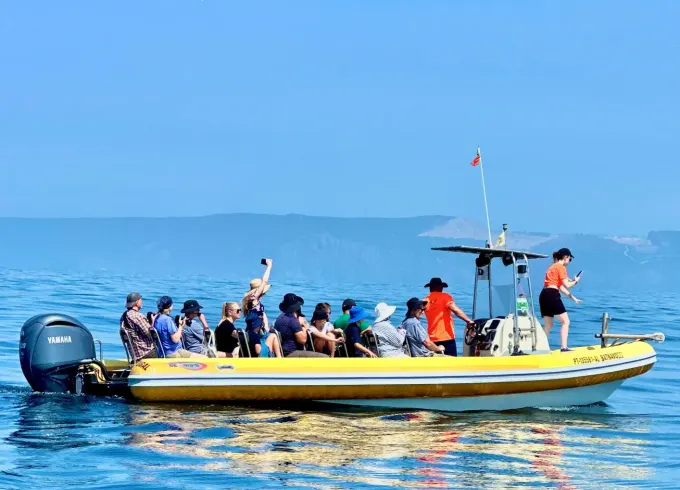 Sesimbra: Dolphin Watching