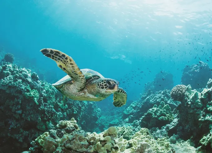 Snorkeling with Hawaiian green sea turtles!