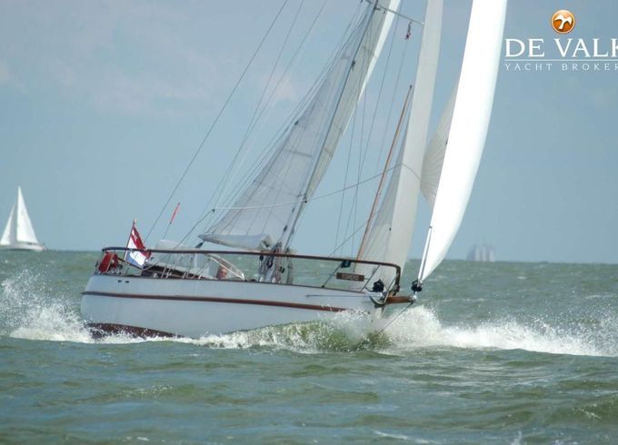 Danish Rose 31